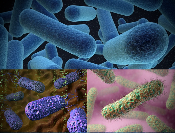 аэробные бактерии что это такое