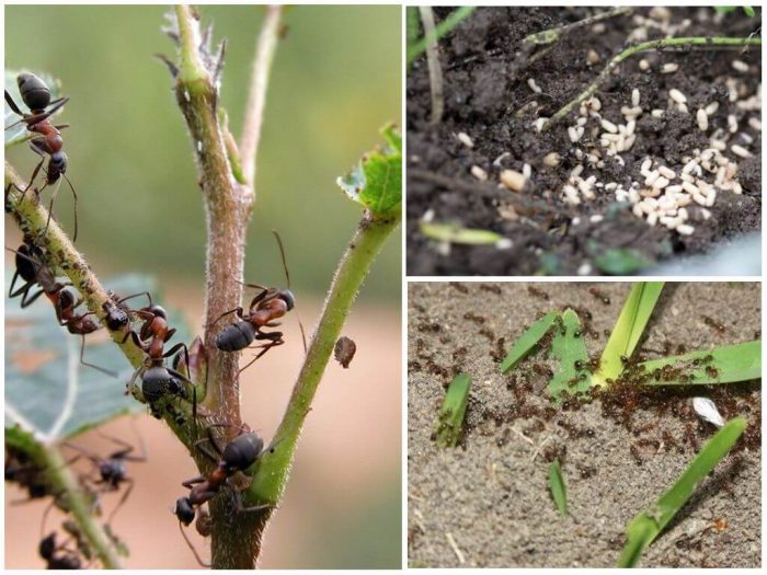 методы борьбы с муровьями