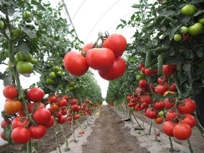 ошибки при выращивании томатов