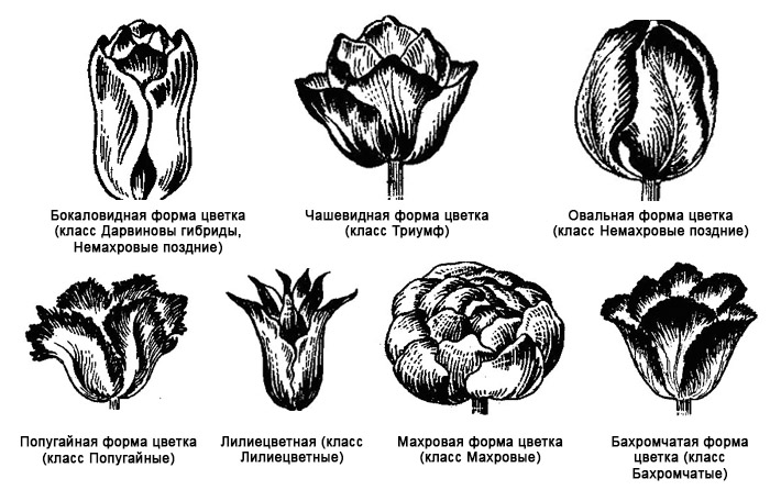 Тюльпан рисунок с подписями