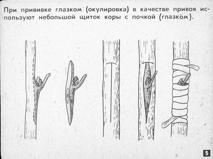окулировка