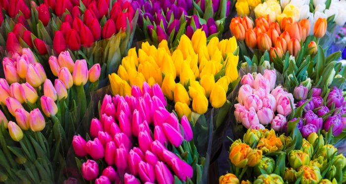 цветные тюльпаны