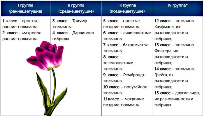 разновидности тюльпанов