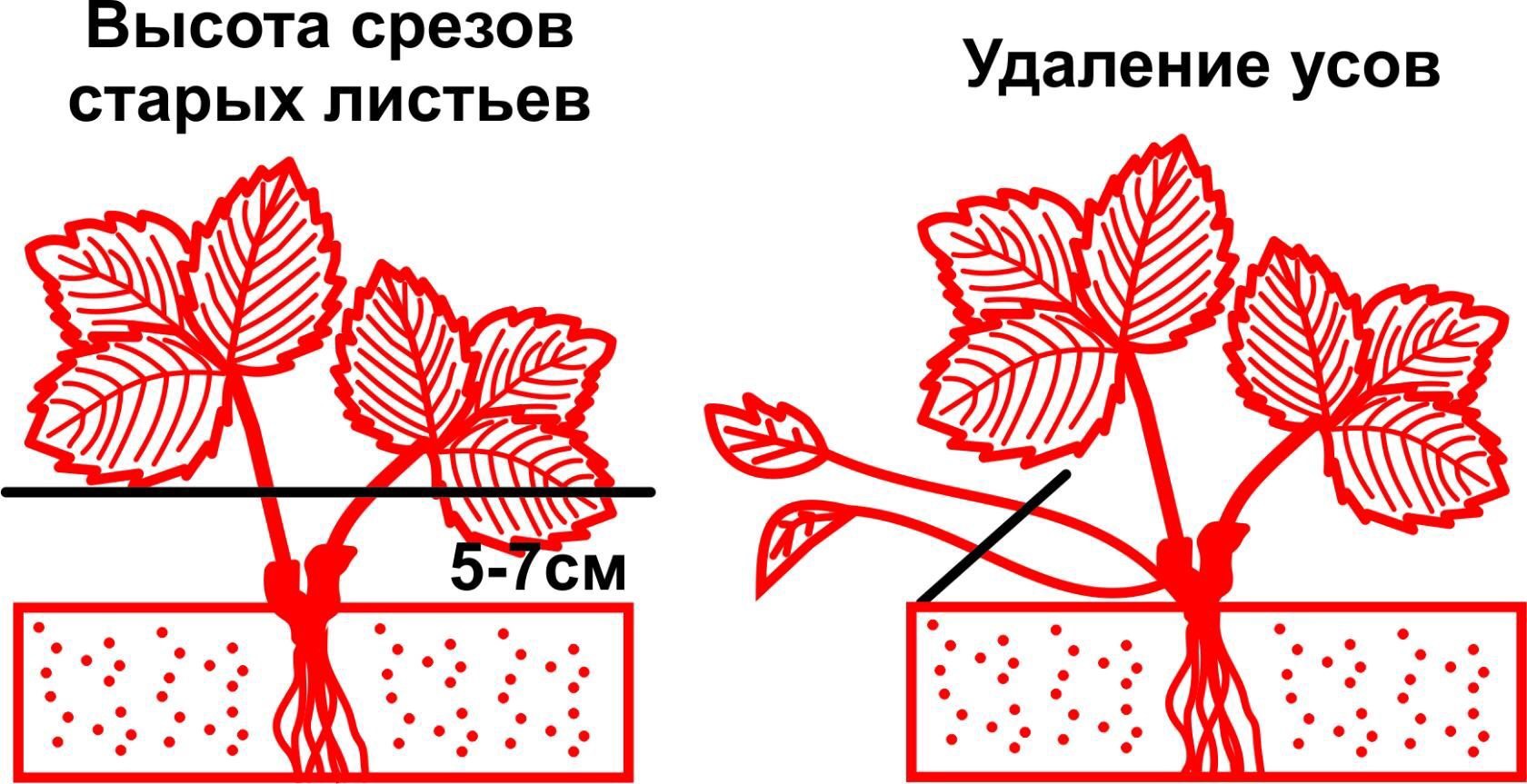 Схема ухода за земляникой