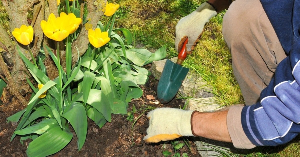 Cuando plantar tulipanes
