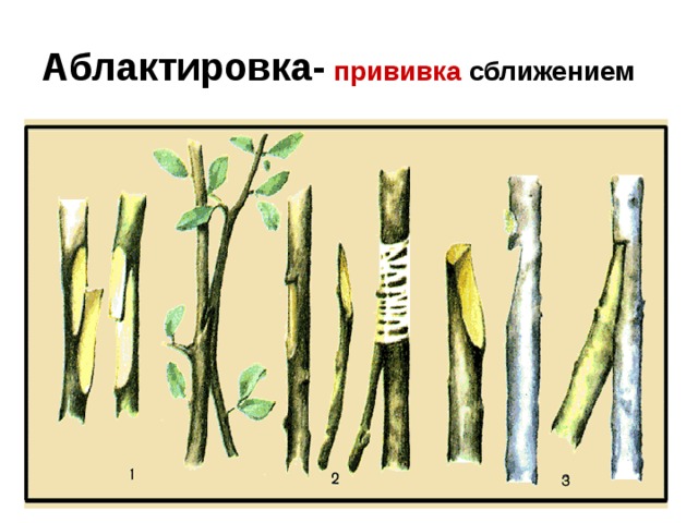 прививка сближением