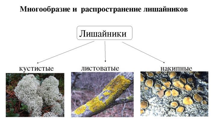 виды лишайников