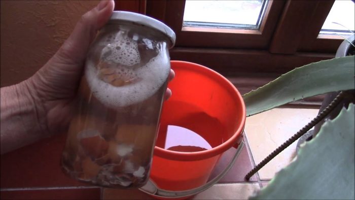настой яичной скорлупы для рассады