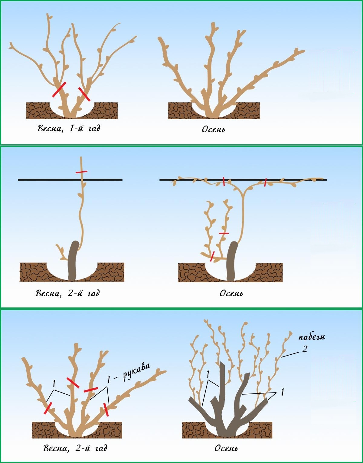 Схема обрезки виноградных лоз
