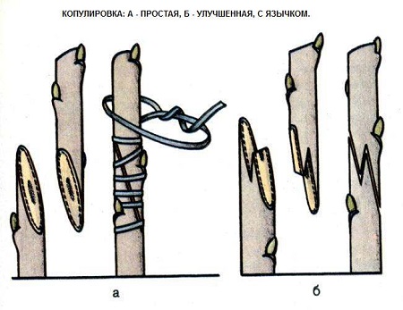 улучшенная копулировка