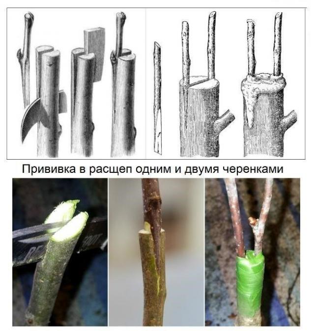 прививание расщеп двумя черенками