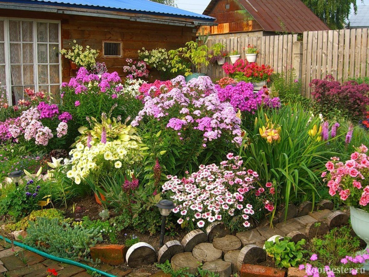 Фото цветов в саду на участке