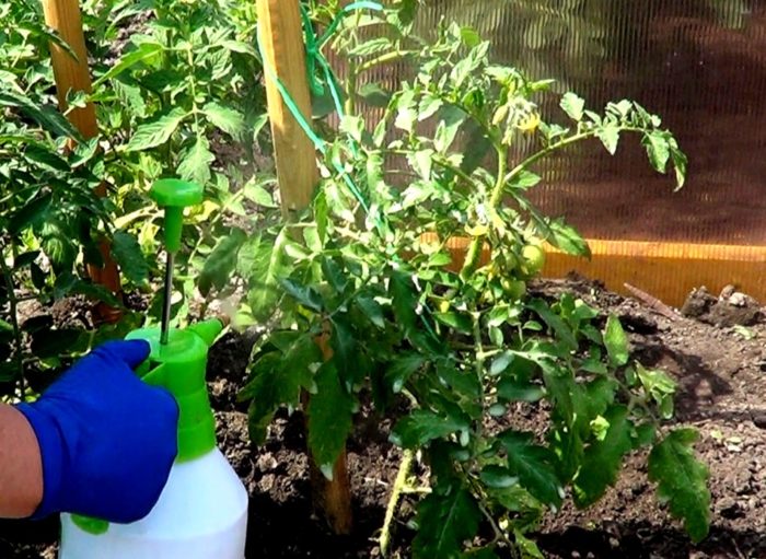 удобрение томатов методом распыления