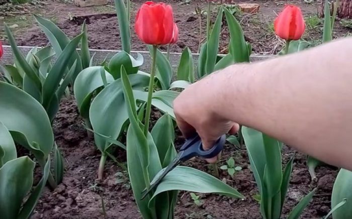 обрезка тюльпана