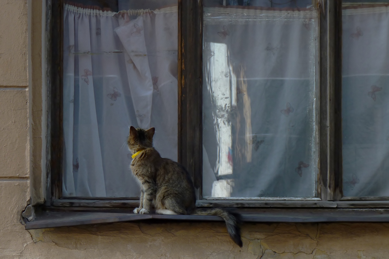 Невымытые окна. Грязное окно. Грязные окна фото. Мутное окно для животных. Хозяюшка для окон.