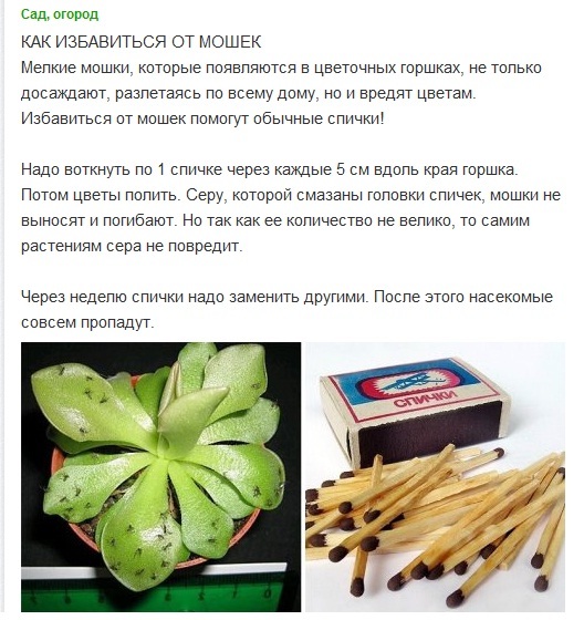 спички от мошек в горшке