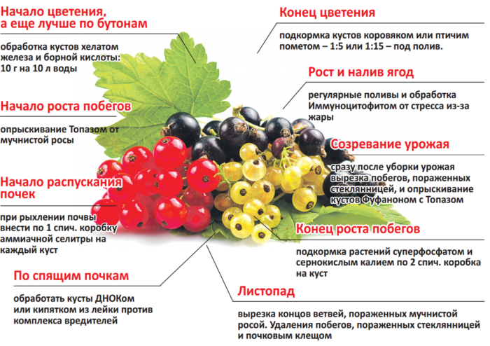 подкормка смородины