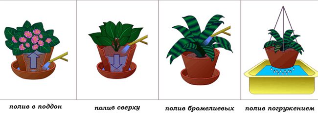 полив комнатных растений