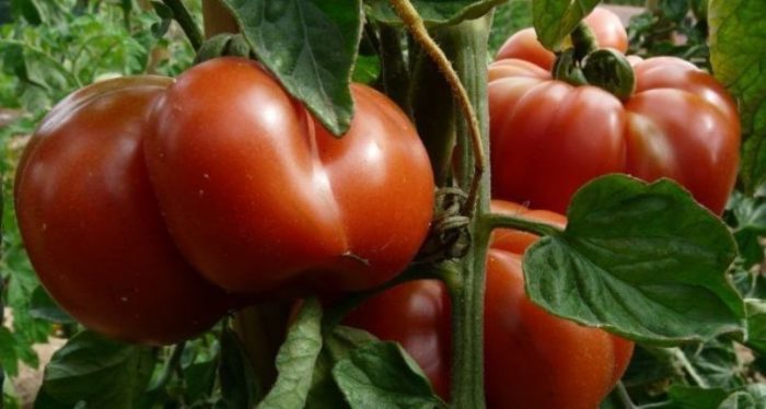 бор для защиты томатов