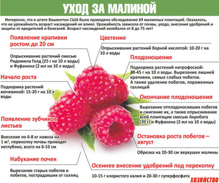 уход за малиной