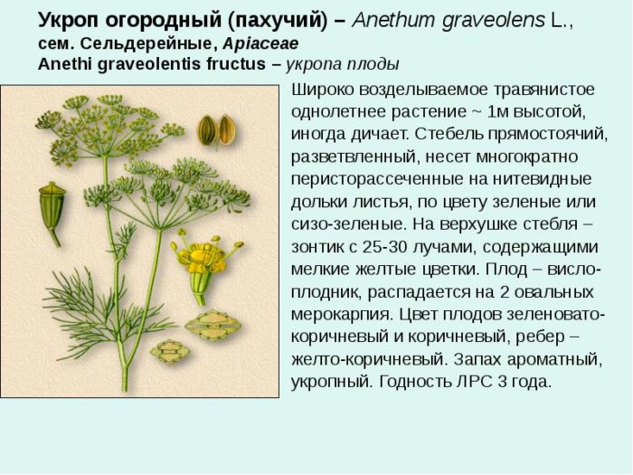 огородный укроп