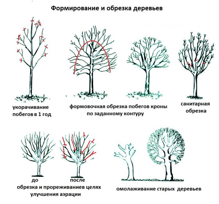 варианты обрезки деревьев