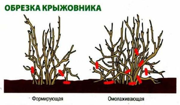 обрезка рыжовника