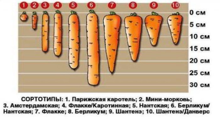 сорта морковки