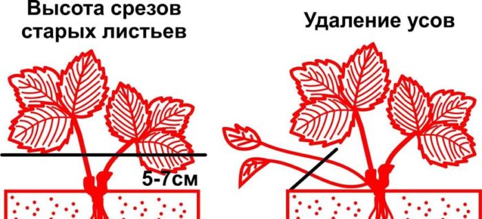 обрезка старых листьев клубники