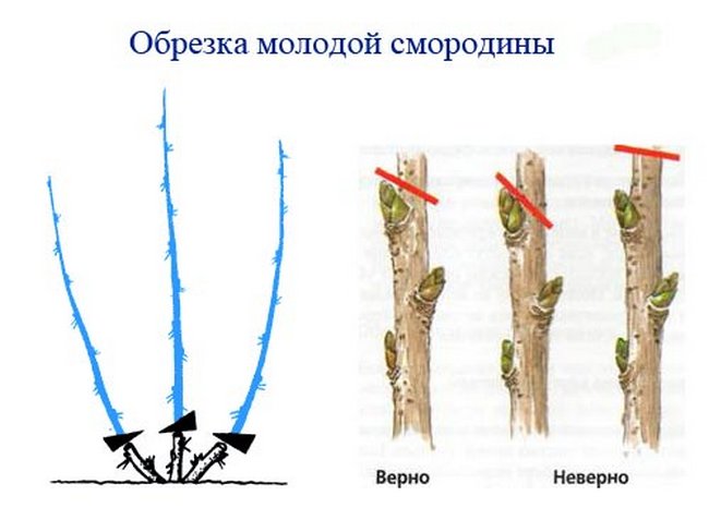 обрезка смородины