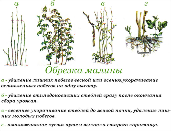 обрезка малины