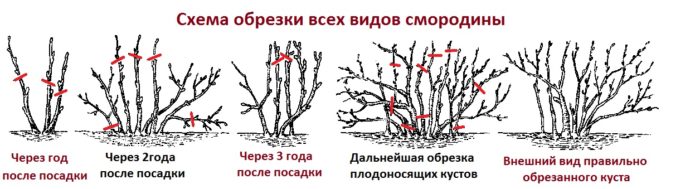 обрезка смородины