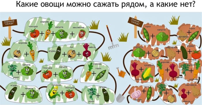 Совместимость на смешанных грядках Совместимость на смешанных грядках