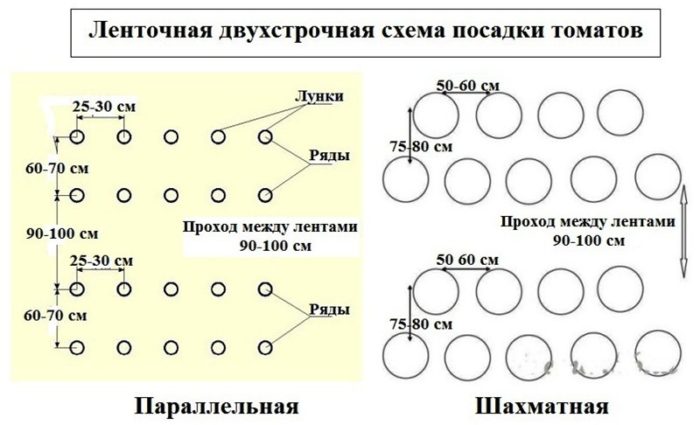 схема высадки рассады помидор