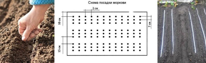 схема высадки морковки на грядки