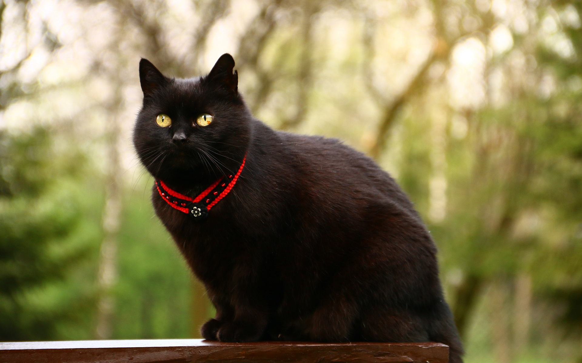 Черные кошки 9. Бомбейская кошка. Черная кошка Жеглов. Чёрный кот. Черные коты.
