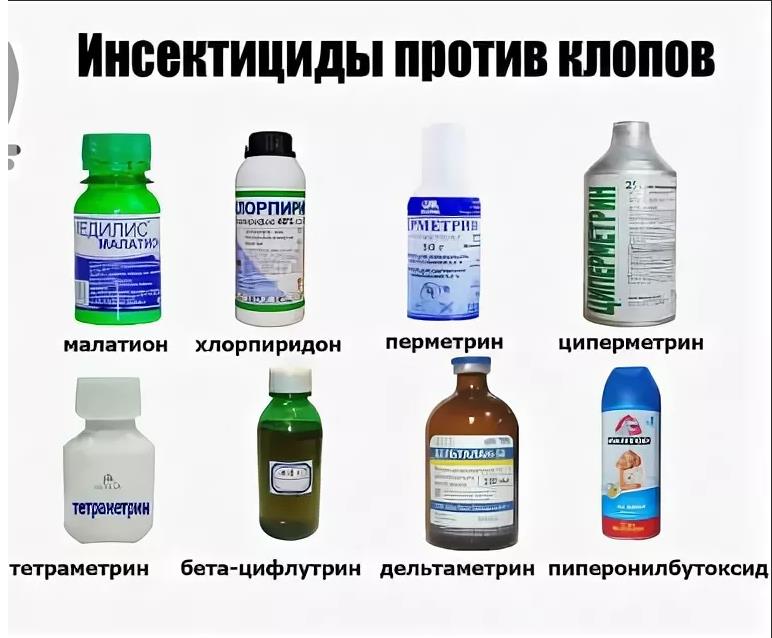 применение инсектицидов против клопов