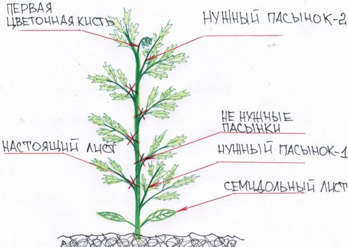 формирование куста томатов