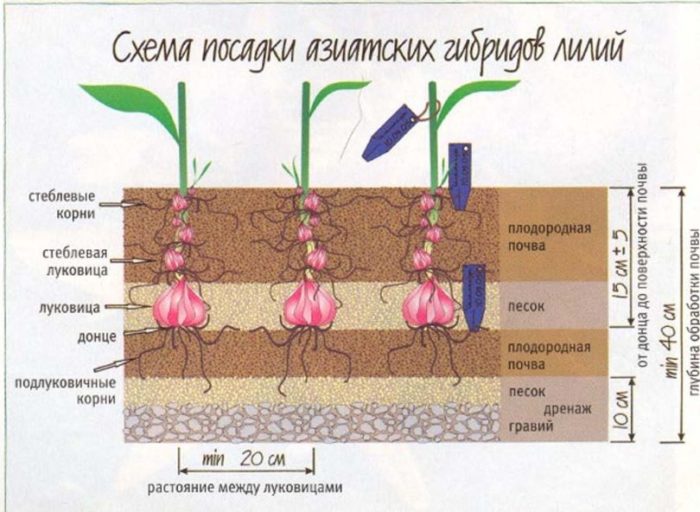 посадка азиатских лилий