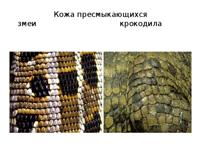 сравнение кожи змеи и крокодила