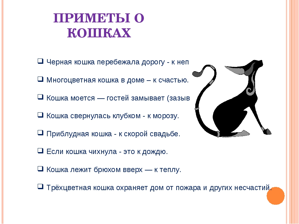 Домашнее суеверие. Приметы. Приметы про кошек. Приметы и суеверия про кошек. Приметы связанные с котом.