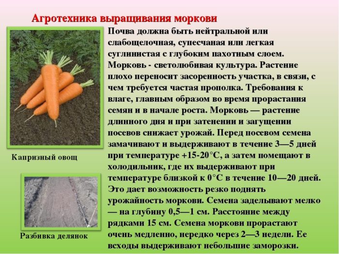 правила выращивания моркови