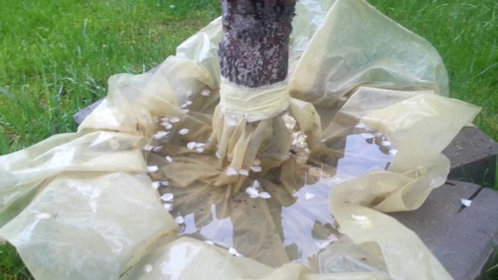 водяной ловчий пояс