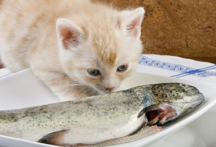 мясо рыбы для кошки