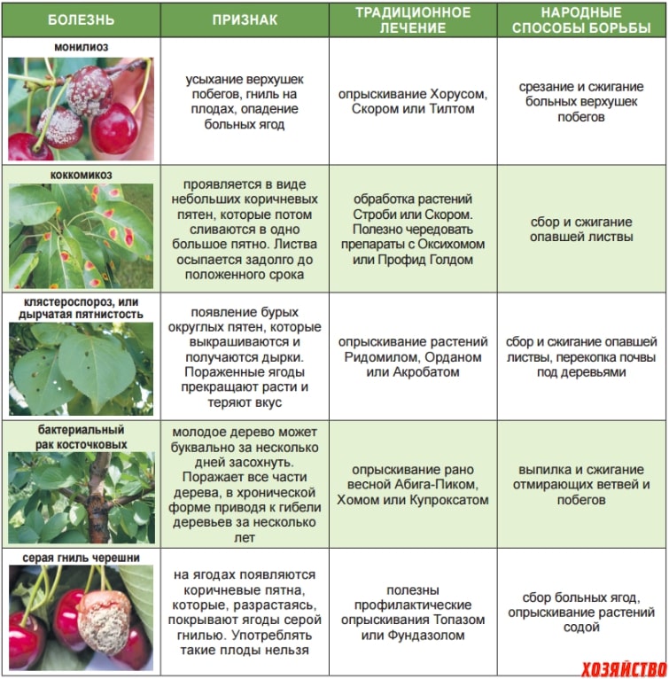 список болезней вишни