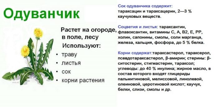 характеристики одуванчика