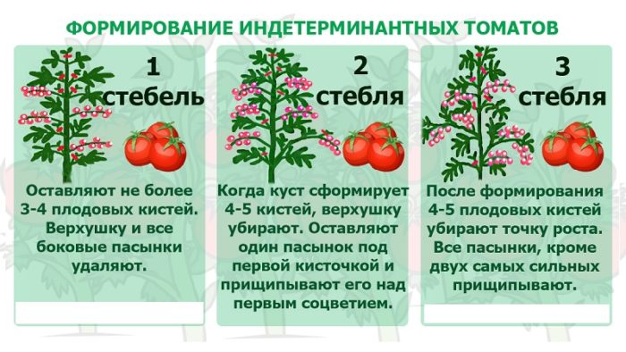 формирование куста томатов