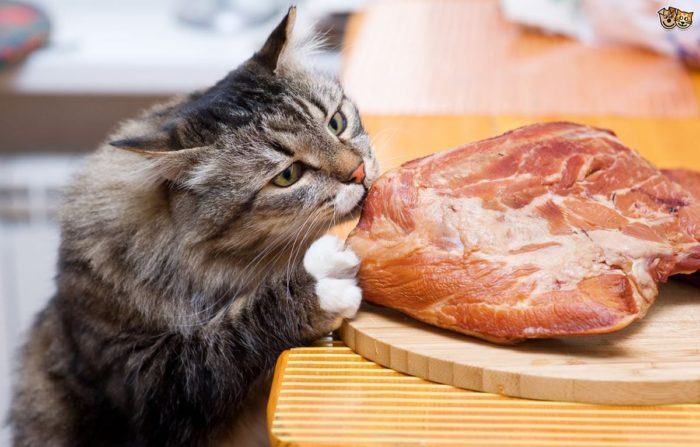 мясные продукты для кошки