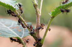 удаление муравьев на участке