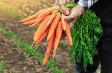 Полезная морковная ботва